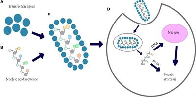 An Overview of Methods and Tools for Transfection of Eukaryotic Cells in vitro